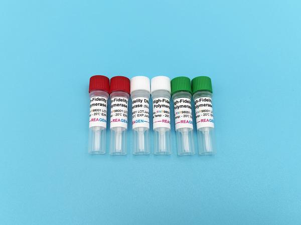 PCR High-Fidelity DNA Polymerase