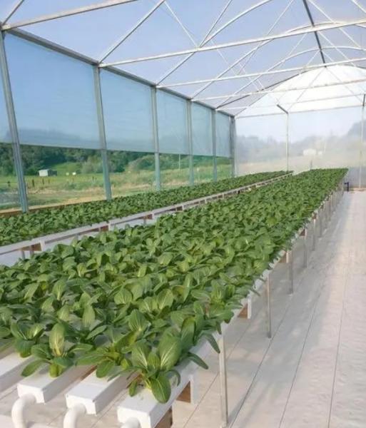 Shaped Roof Shipping Container Greenhouse with Hydroponic System within Your Budget