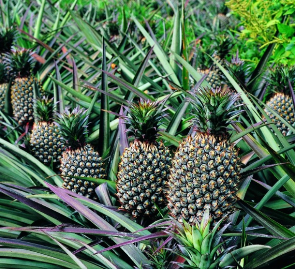 Origem de planta orgânica da refeição de feijão de soja do adubo 50% do líquido do ácido aminado do tomate