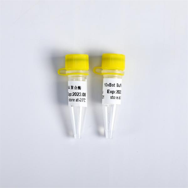 P1113 PCR Master Mix Bst DNA Polymerase Exonuclease Minus 8000 U/mL