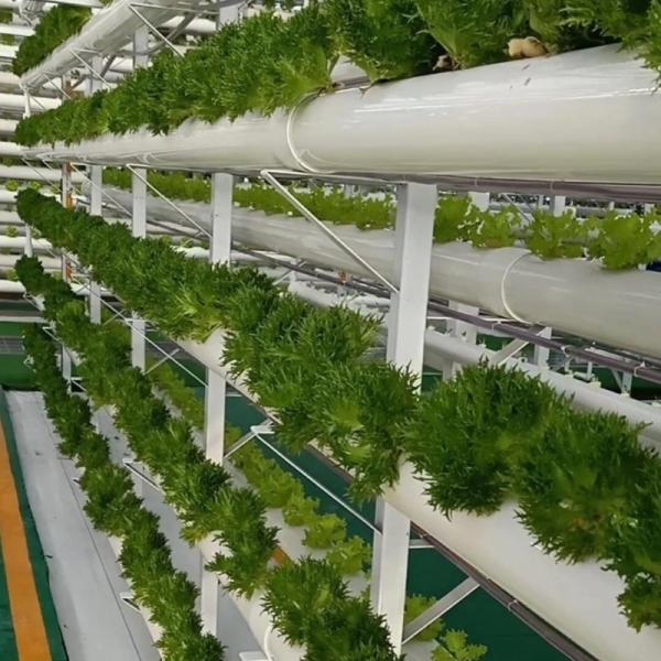 JX-A00162 Innovative Agriculture Arches Tunnel Greenhouse Kit Estimated Delivery Time