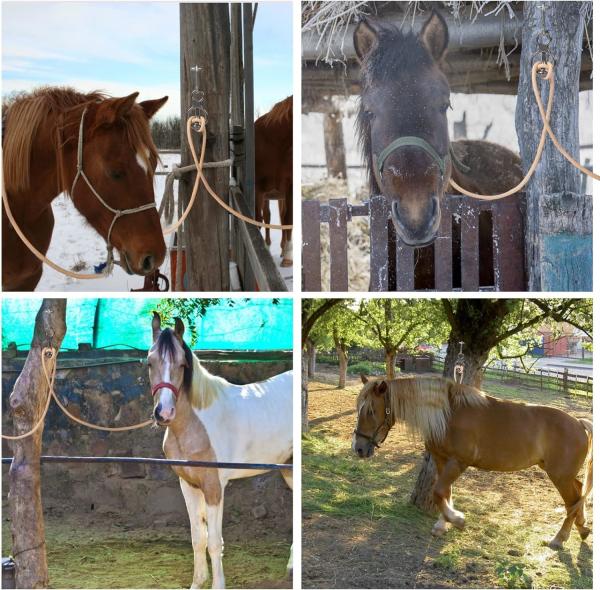 Anéis de amarras de aço inoxidável de bloqueador de gancho de cavalo essenciais para a segurança e controle do arnês