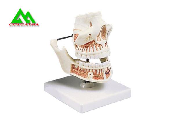 PVC Plastic Soft Gum Teeth Model , Dental Models For Teaching CE ISO