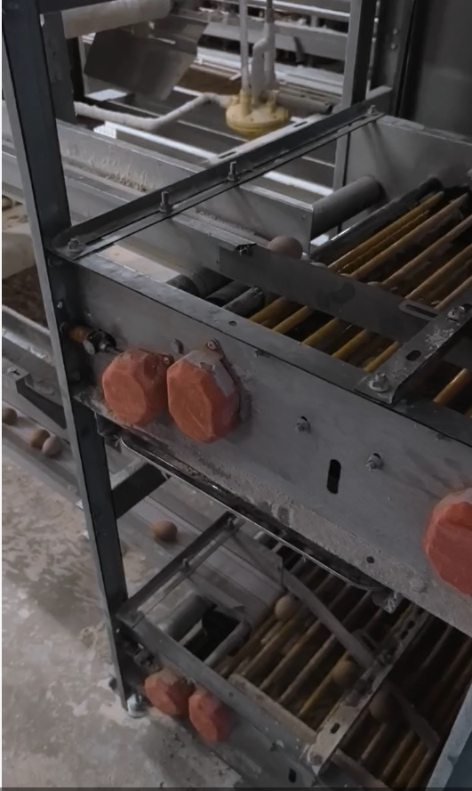 Egg Collection System