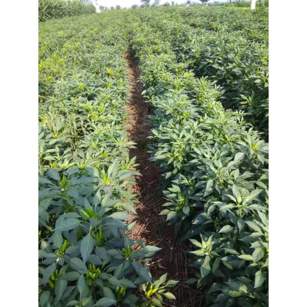 Сертификат BRC высушил красный вкус перцев чилей 10000-90000shu едкий