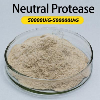 Protéase personnalisée dans la cuisson 50000U/G-500000U/G Réduction du gluten de la farine