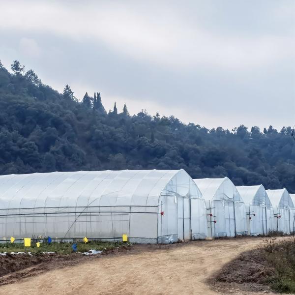 Дом зеленого цвета земледелия парников Одно-пяди оросительной системы продуктивный для продажи