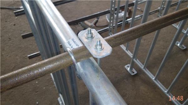 New Design Pig Gestation Crates Sow Farm Equipment Easy To Feed And Manage