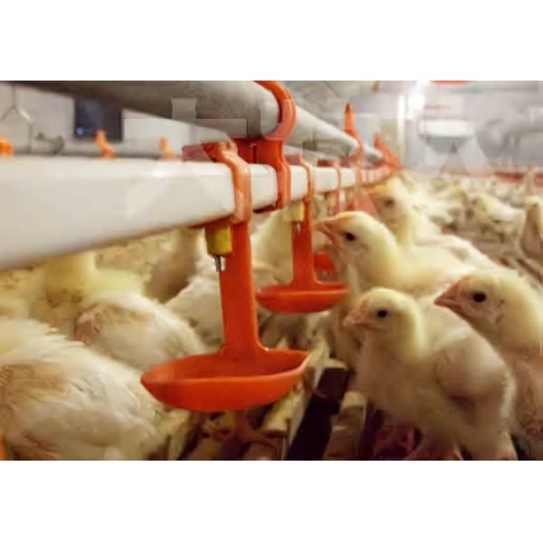 DDC Animal Feed Acidifier Bacteriostatic Effect Against Harmful Bacteria