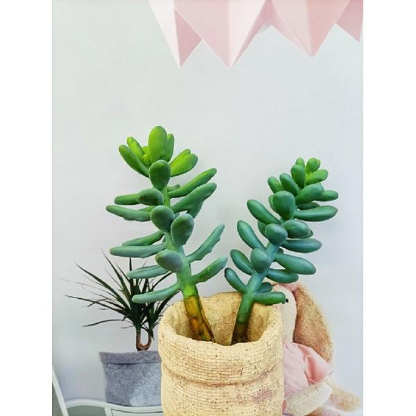 OEM Green Artificial Succulent Plant Lovely Office Desk Decoration