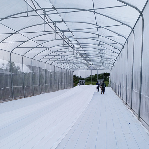 Durable Poly Film Covering Single Span Greenhouse With Umbrella Style Roof Ventilation