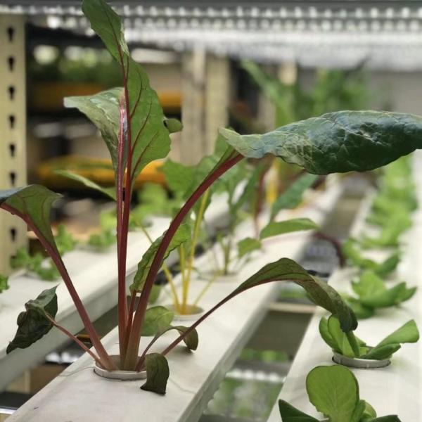 Steel Cover Leafy Greens Container Greenhouse For Customization