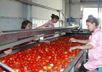 Linha de processamento pasta do tomate Sus304 de tomate que faz a máquina 3/5 toneladas pela hora