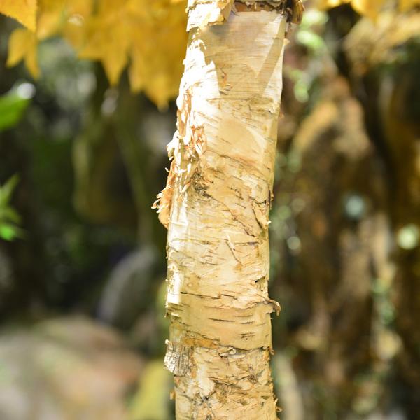 vidoeiro artificial Autumn Vibe Romance No Pest da árvore da folha de 20m nenhumas plantas claras do assoalho