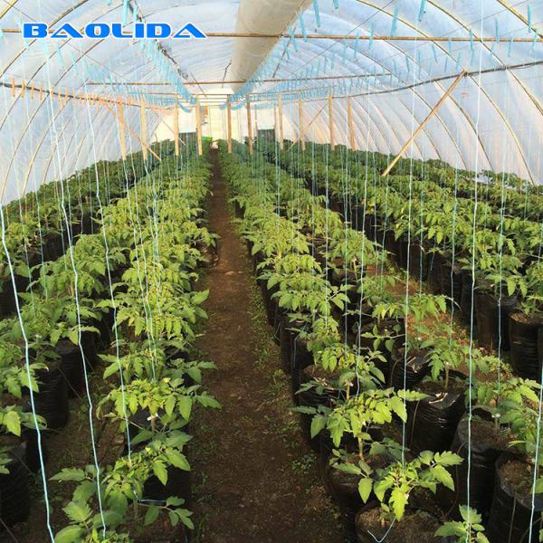 Agriculture Plastic Film Covered Single Tunnel Greenhouse For Tropical Climate
