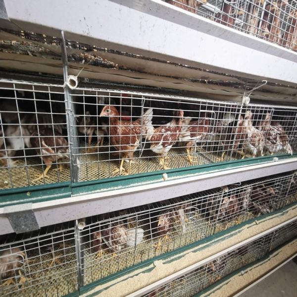 Le poulet soudé de couche d'oeufs de fil met en cage le type chaud de Q235A H plongé galvanisé