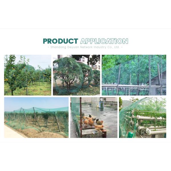 factory price pe farm plastic nets garden orchard anti bird net