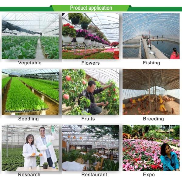 Single Span Greenhouse Mushroom Growing Equipment Covered with Transparent Plastic Film