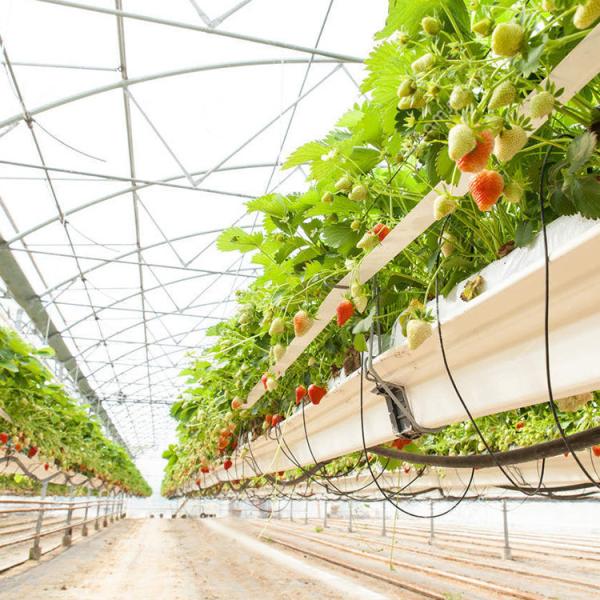 Anúncio publicitário agrícola da multi estufa automática do filme plástico do período industrial