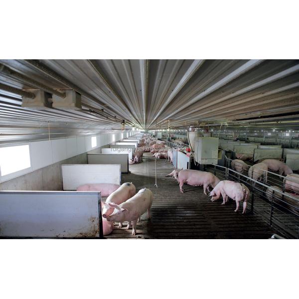Rg-factory Wholesale Livestock Shelter Steel Prefab Cow Shed Prefabricated Pig House