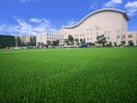 Artificial Grass Baseball Turf 40-70mm Football Grass For Soccer Ground