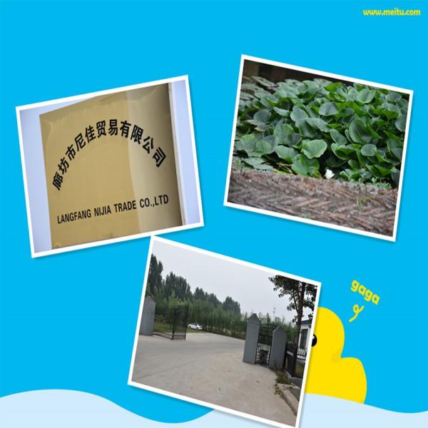 18mm black browm film faced plywood / construction plywood