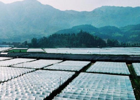 Anti UV PP Nonwoven Fabric For Weed Control / Covering Landscape Custom Weight