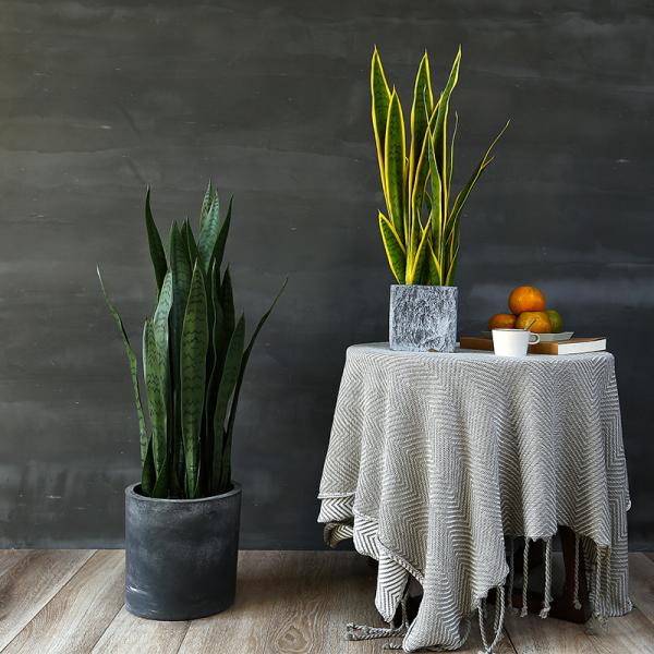 Artificial Potted Bonsai Agave Plant Landing Ornaments Indoor Decoration
