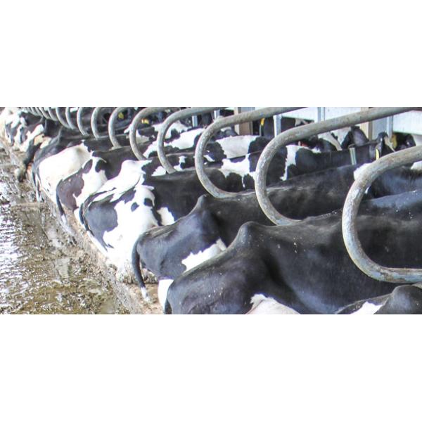 Специализированное оборудование для кормления птицы и скота из фермы из нержавеющей стали