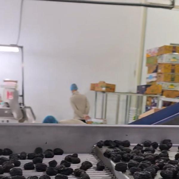 大容量デーツ選別機、304ステンレス鋼、8レーン+10出口、高精度、メーカー直販