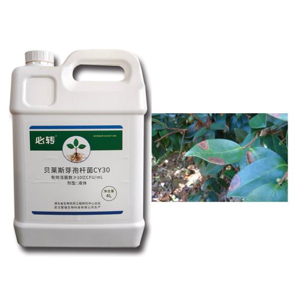 Сельскохозяйственный фунгицид CY30 Биоцидный препарат Томатный чили Антракноза