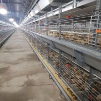 6 camadas Cadeia de reprodução de frangos do tipo H Cadeia de crescimento do frango