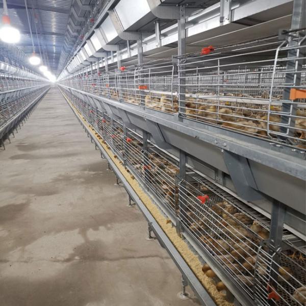 120 Galinhas / Conjunto Bateria Bebê Galinha Jaula Broiler Matérias de criação de galinhas