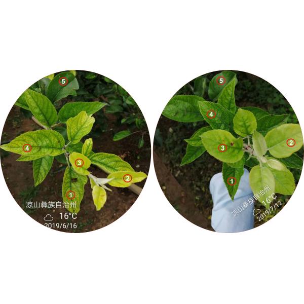 PH7~9 Chelated o pó orgânico do ácido aminado do ferro