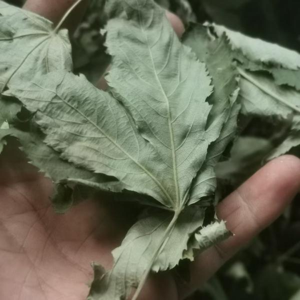 Hot Healthy Herbal Tea Raspberry Leaves for Daily Drink Has an Auxiliary Effect on High Blood Lipid and Diabetes