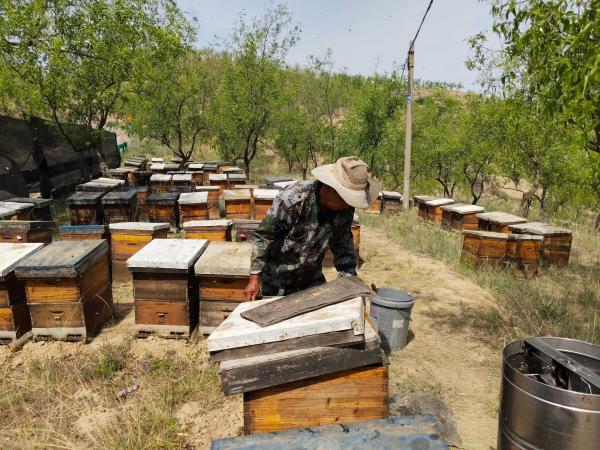 100% Pure Natural Sidr Honey Light Amber 35kg Bucket