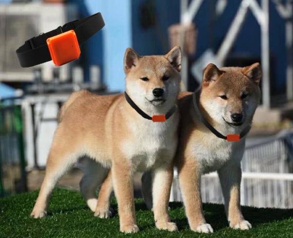 Best selling waterproof mini hidden gps tracker for pets cats dogs birds with sim card 2g 3g gps tracker pet tracker gps