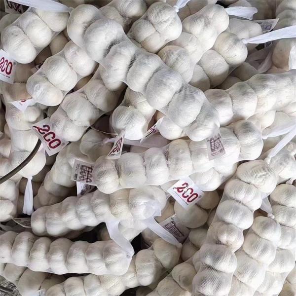 Fresh Chinese 4P Pure White Garlic Cheap Price Fresh Vegetables for Wholesale