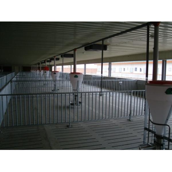 Automatic Livestock Feeding Equipment PE Plastic Feeder For Pigs