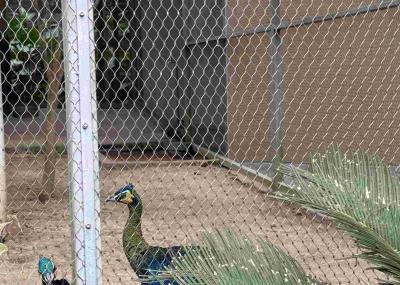 Stainless Steel 316 Rope Mesh Netting with Ferrule Connections for Zoo Animal Birds