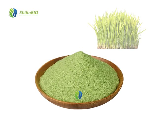 Barley Leaf Juice Powder Green Barley Grass Juice Powder Food Wine Leaf Extract 
