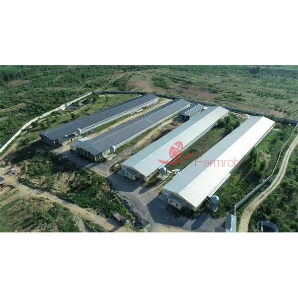 Большая космическая система клеток для куриных птиц для смешанных самцов и самок