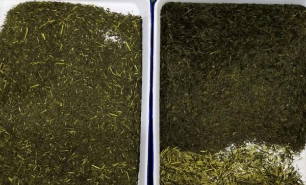 Black Green Mini Tea Colour Sorter Machine 192 Channels