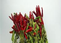 Chiles secados enteros de los 7CM ningunas pimientas secadas picantes provenidas añadido
