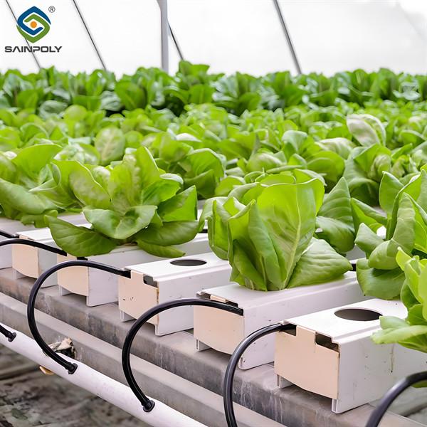 Customization Hydroponic System Greenhouse With Rolling Benches
