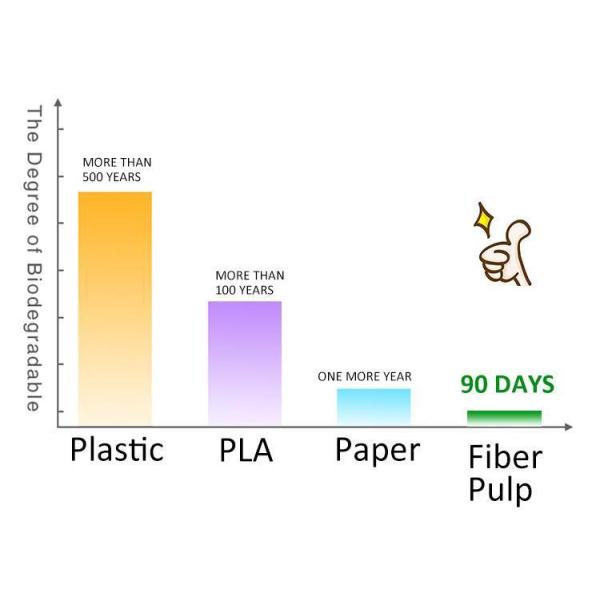 Customized Request Biodegradable Disposable Food Container Bagasse Pulp Salad Bowl