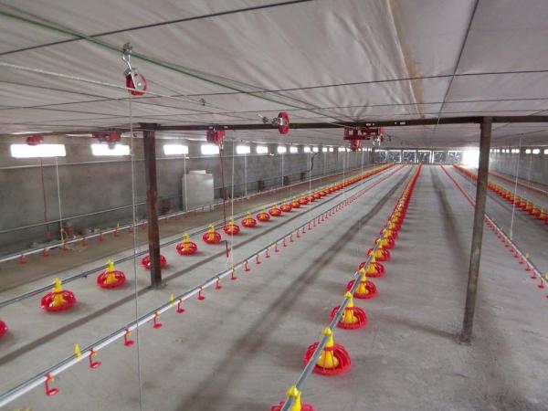 Poultry Farm Automatic Pan Feeding System Floor Raising For Chicken Broiler Breeder