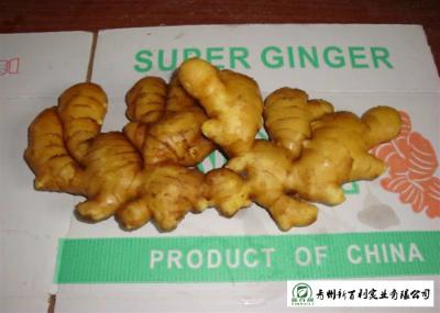Medicinal Value Organic Fresh Ginger , Chinese Fresh Young Ginger For Swelling