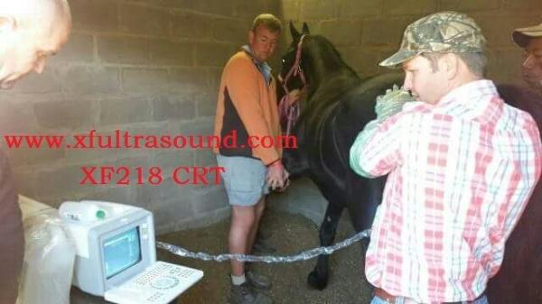 Animal Cattle Veterinary Ultrasound Machines 6.5MHz R13 Cavity Probe