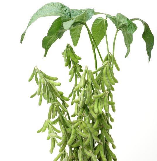 NPK 16-16-16  Npk Fertilizer Granule Agricultural Fertilizer  Organic Fertilizer NPK 16-16-16 MTL